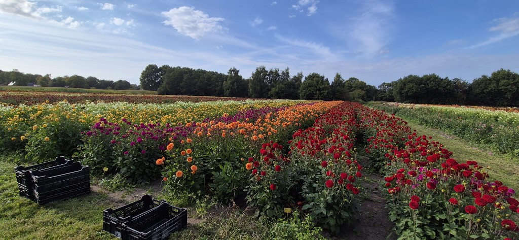 Bloemen plukken